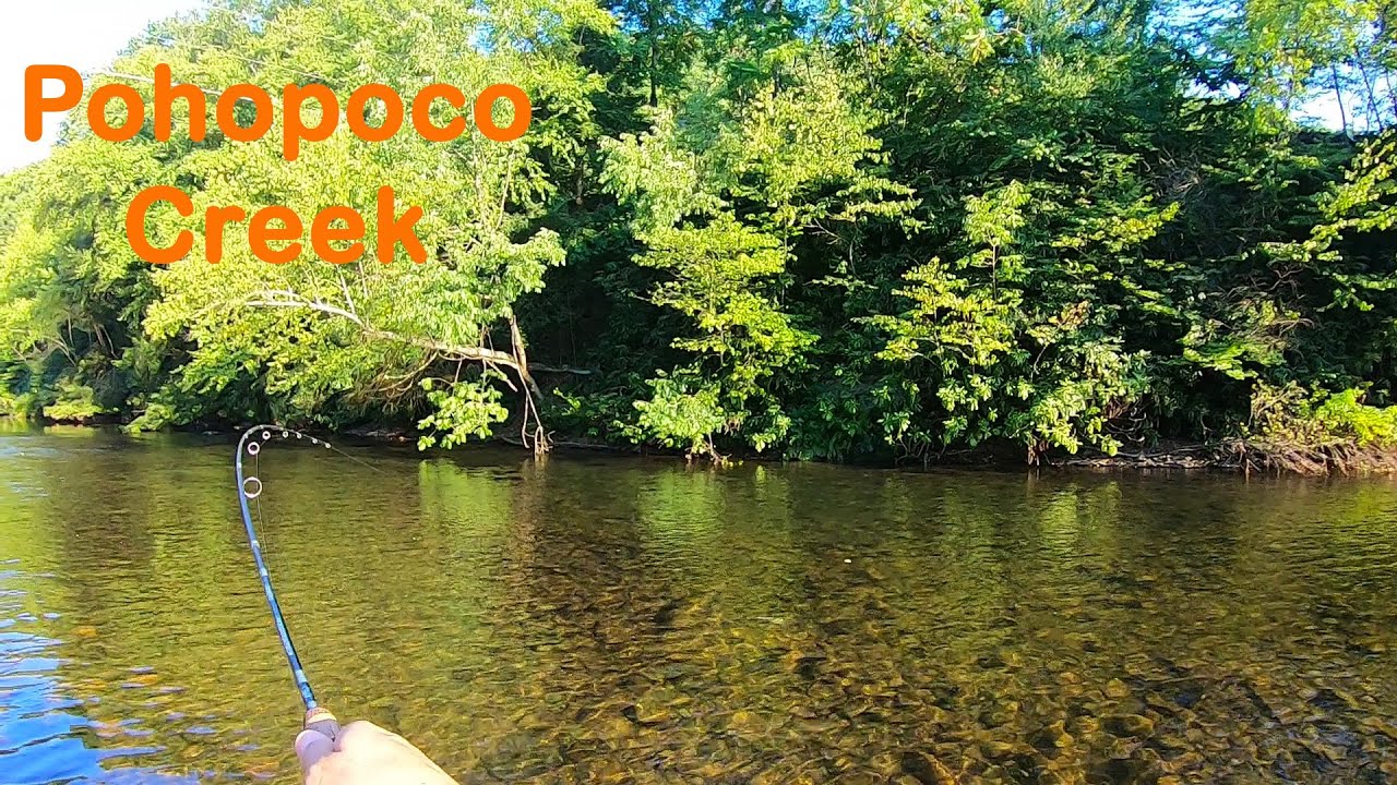 Прохладная вода и прекрасная форель на ручье Похопоко