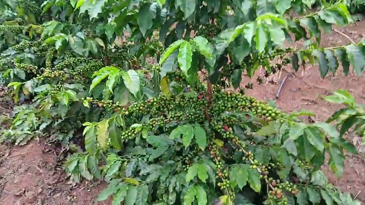 Foma e cercospora no café dom modesto 