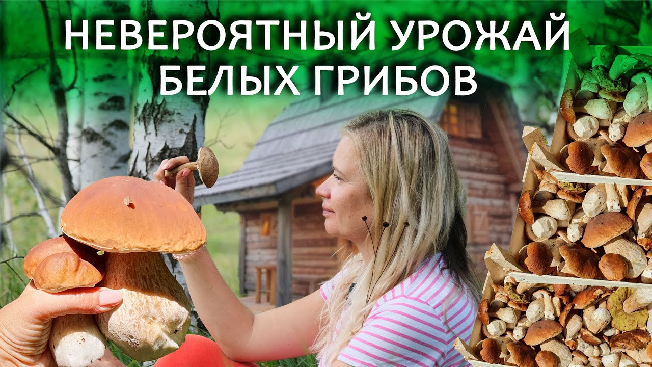 Такого урожая грибов мы еще не видели! Белые грибы в Жабляке