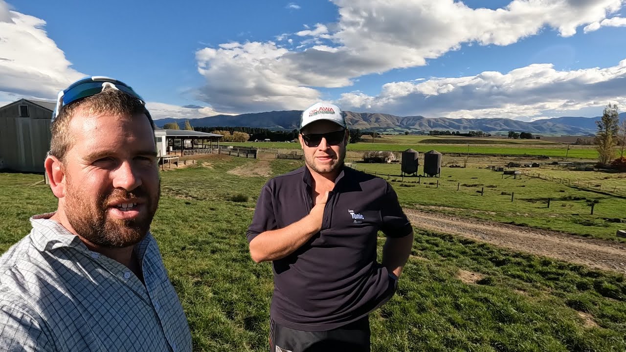 Экскурсия по ферме Roddy's Sheep, Beef & Deer Farm — моя поездка на Южный остров, часть 1