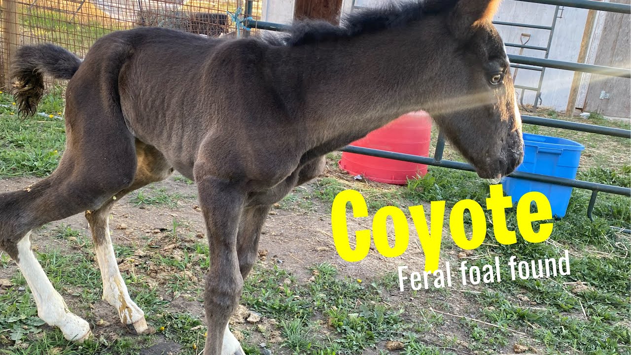Coyote the feral foal