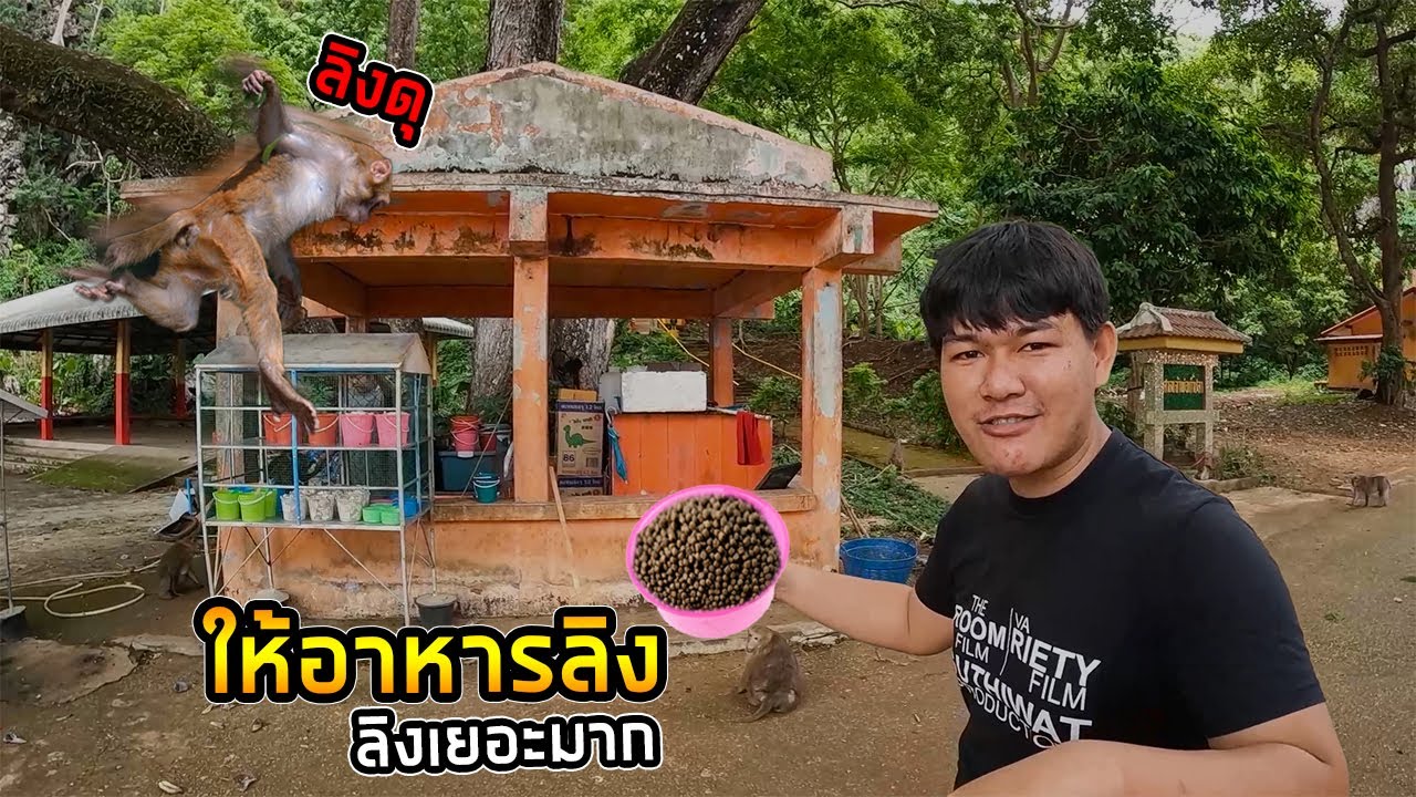 วัดมีลิงเยอะสุด ถ้ำปลา เชียงราย ลิงดุ