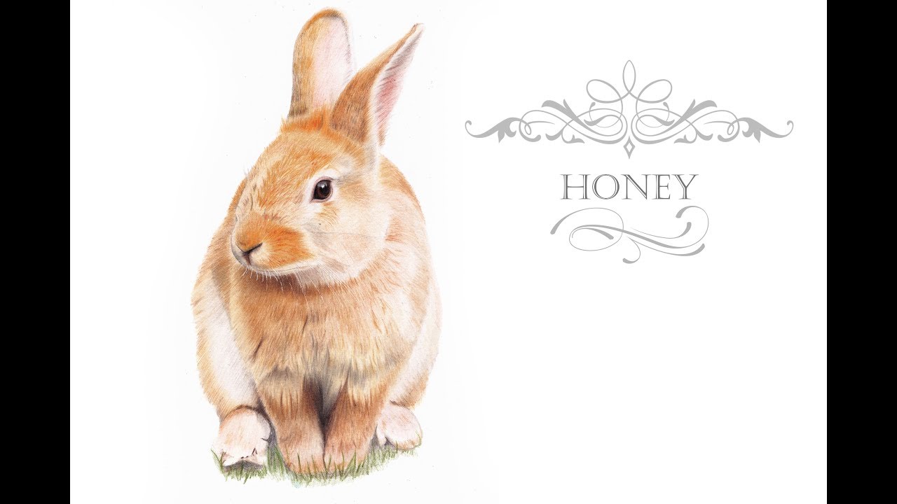 Rabbit in Coloured Pencils | Honey