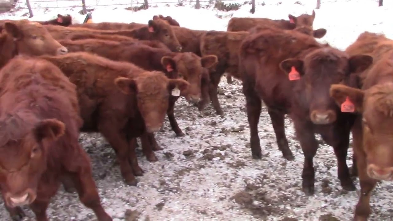 Luhn Cattle