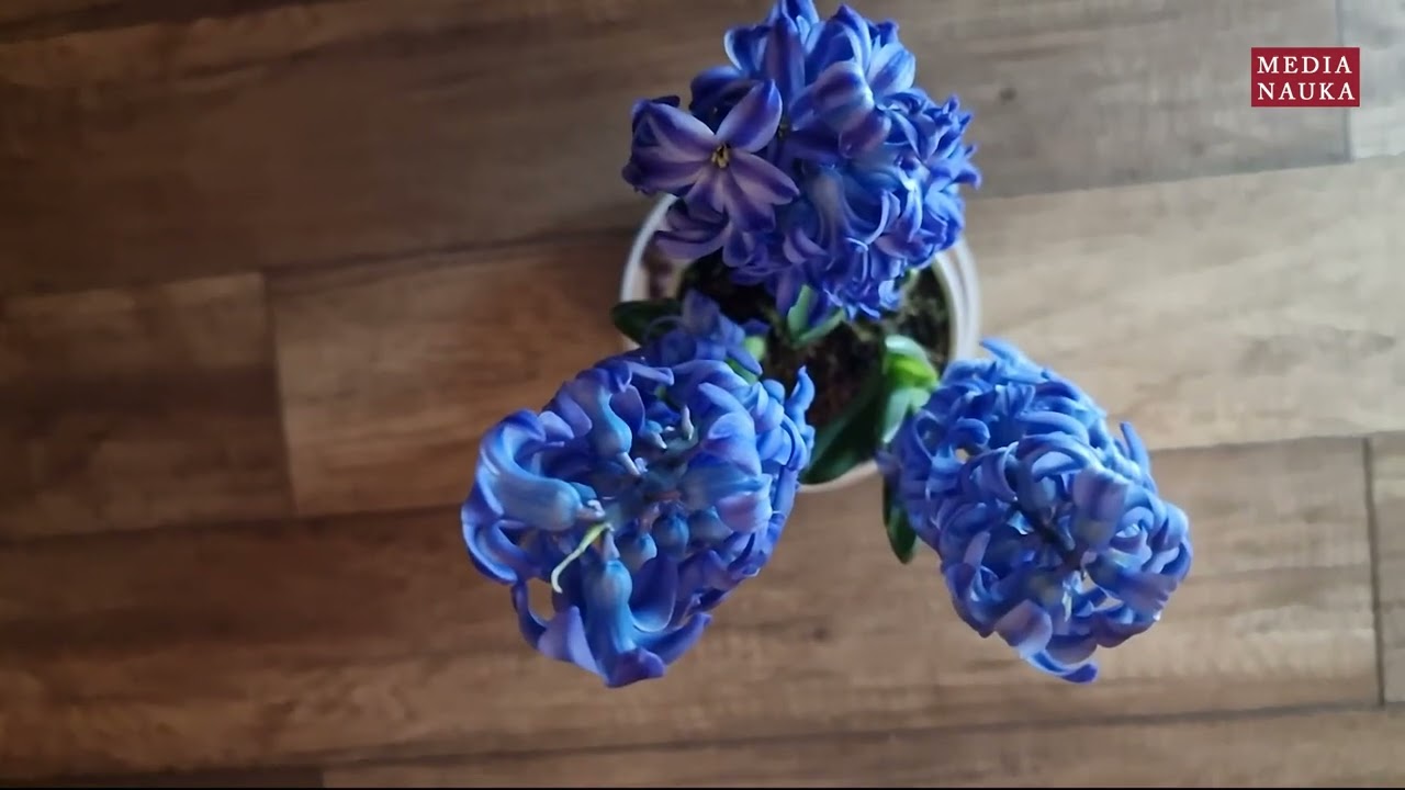 Hiacynt wschodni (Hyacinthus orientalis)