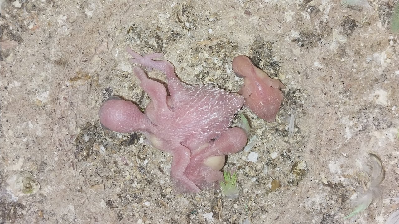 Parrot Baby World  02.03.2026