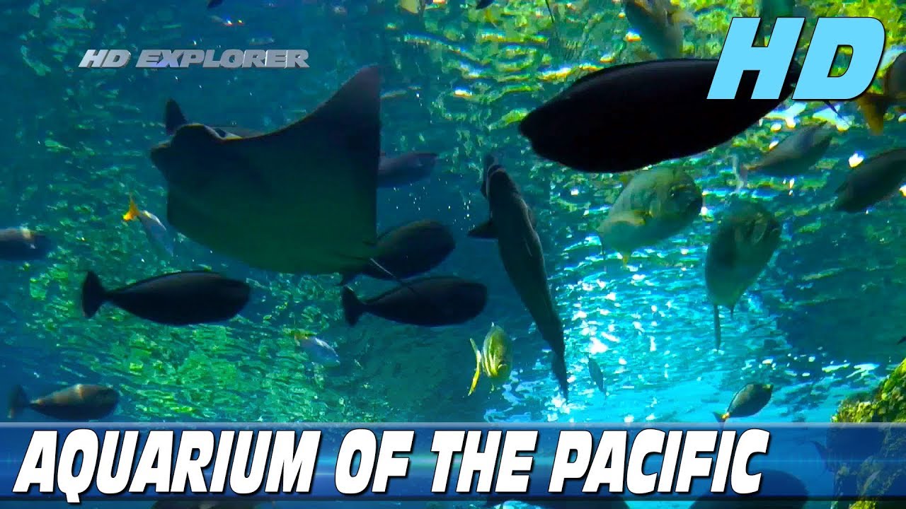 Aquarium of the Pacific (Long Beach - California)