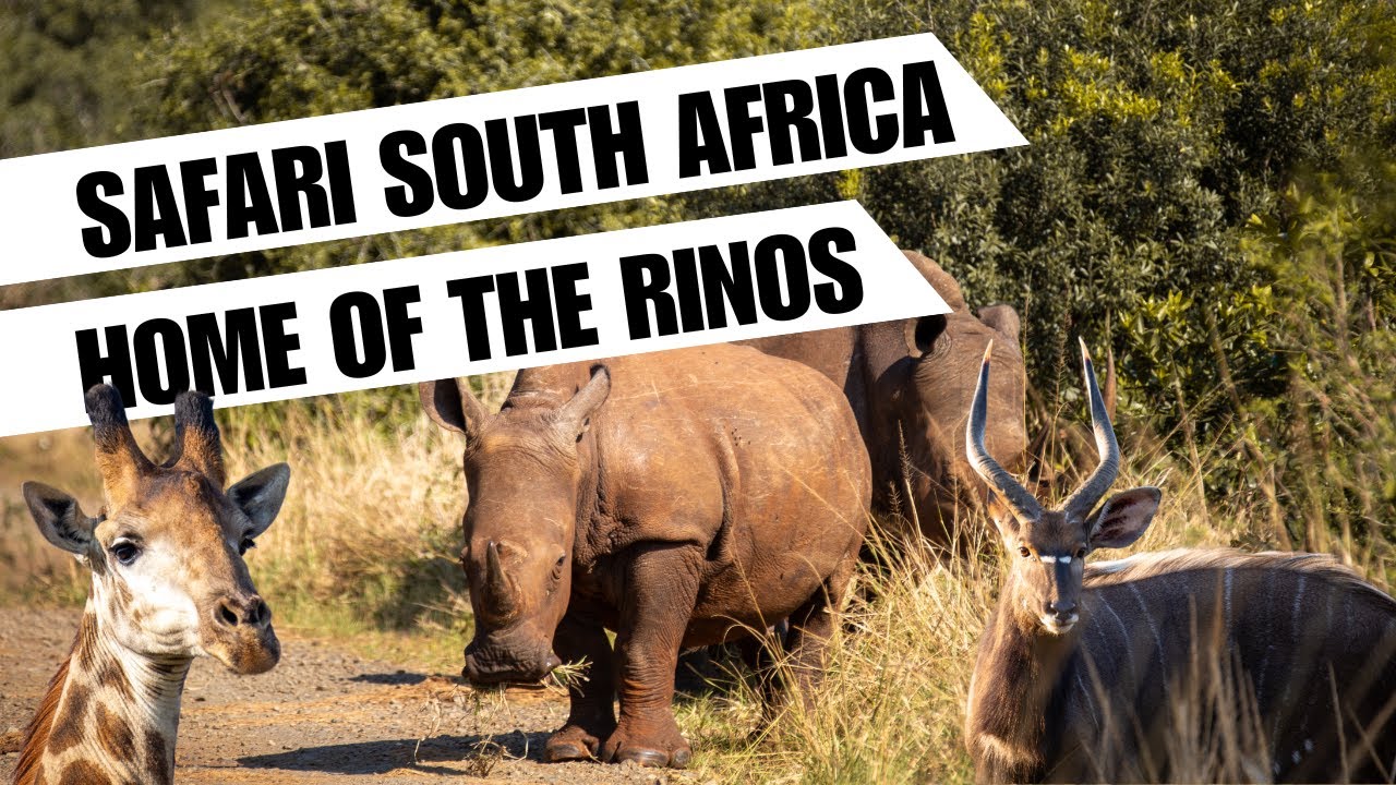 Home of the Rhinos: Safari in Hluhluwe iMfolozi Game Reserve in KwaZulu-Natal, South Africa
