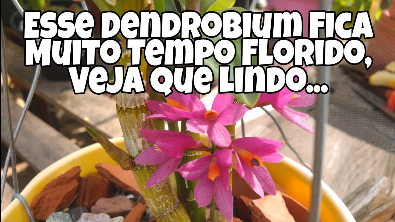 Dendrobium Hibiki