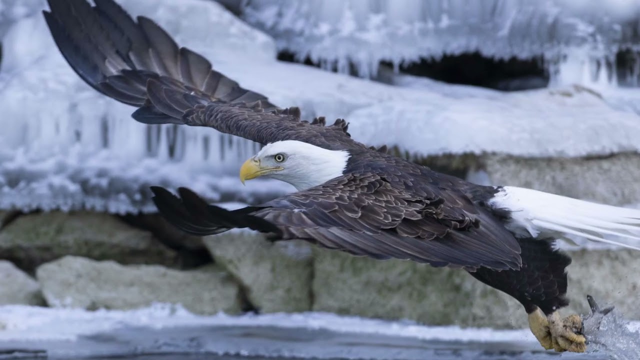 Eagle's dive