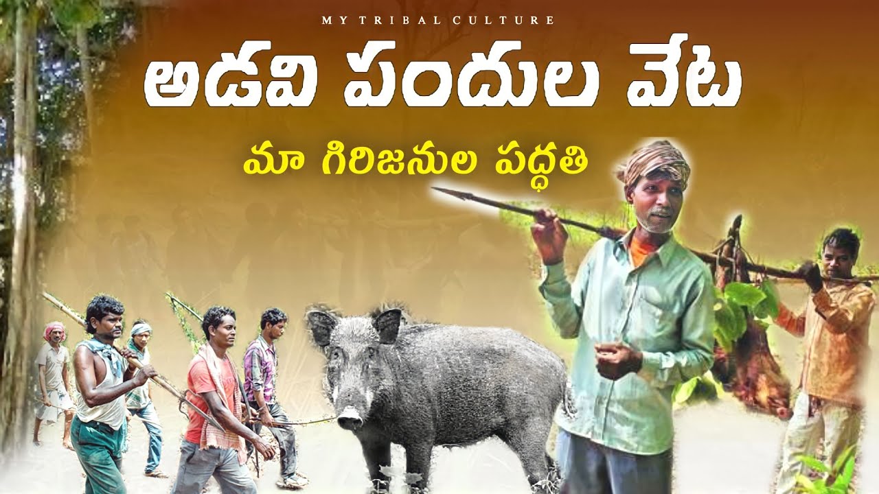 మేము అడవి పందుల వేట ఇలనే చేస్తాము | #wild hunting | mana tribal culture