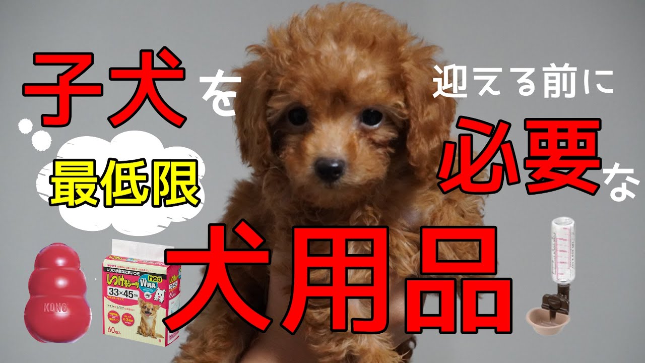 【子犬 お迎え 準備】犬を飼う前に最低限必要な犬用品を解説
