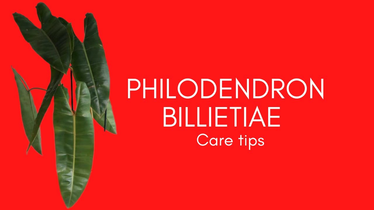 || PHILODENDRON BILLIETIAE || CARE TIPS ||