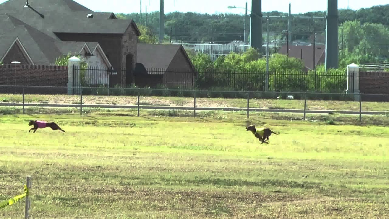 Rhodesian Ridgebacks,  Preliminary Run, last course