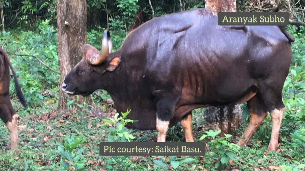 Dandeli...Kali Tiger Reserve Gaur....Dandeli Gaur ...Dandeli tourism...Wild Gaur