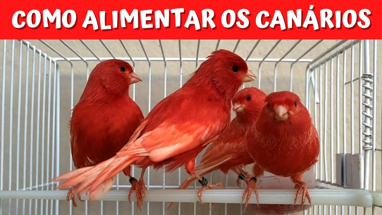 COMO ALIMENTAR CANÁRIOS VERMELHOS