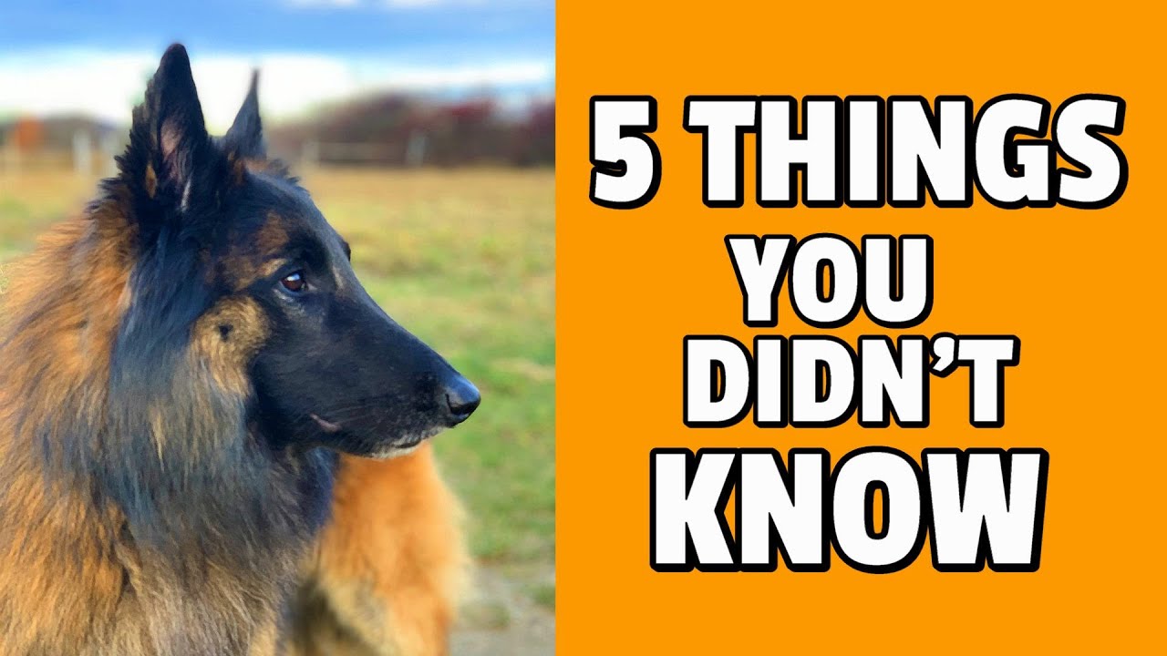 5 Things You Didn't Know about the Belgian Shepherd Dog