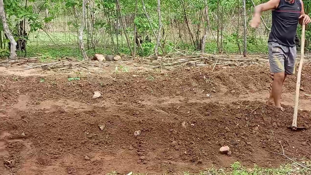 PREPARANDO A TERRA PARA PLANTAR MACAXEIRA - VEJA COMO SE FAZ
