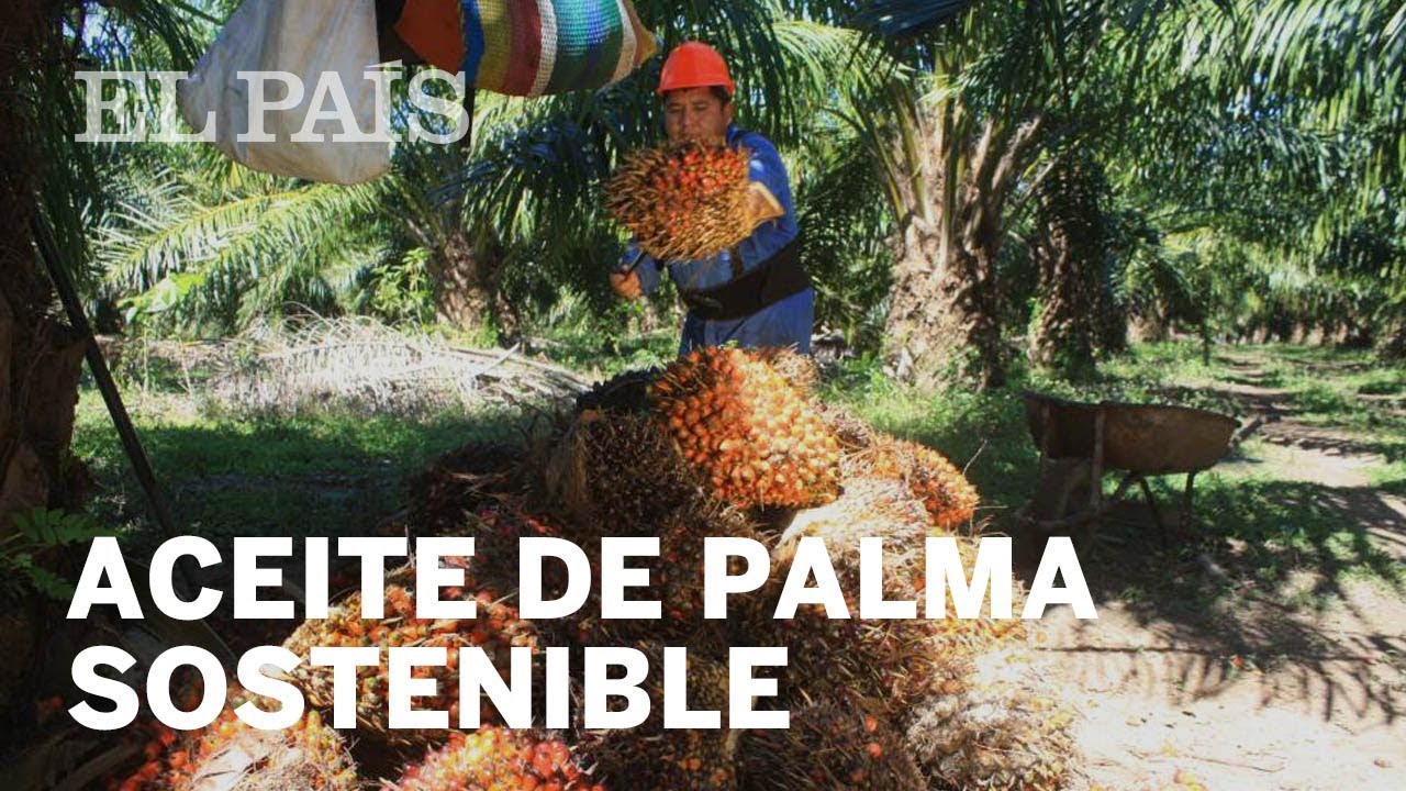El aceite de palma mexicano quiere ser sostenible | Planeta Futuro