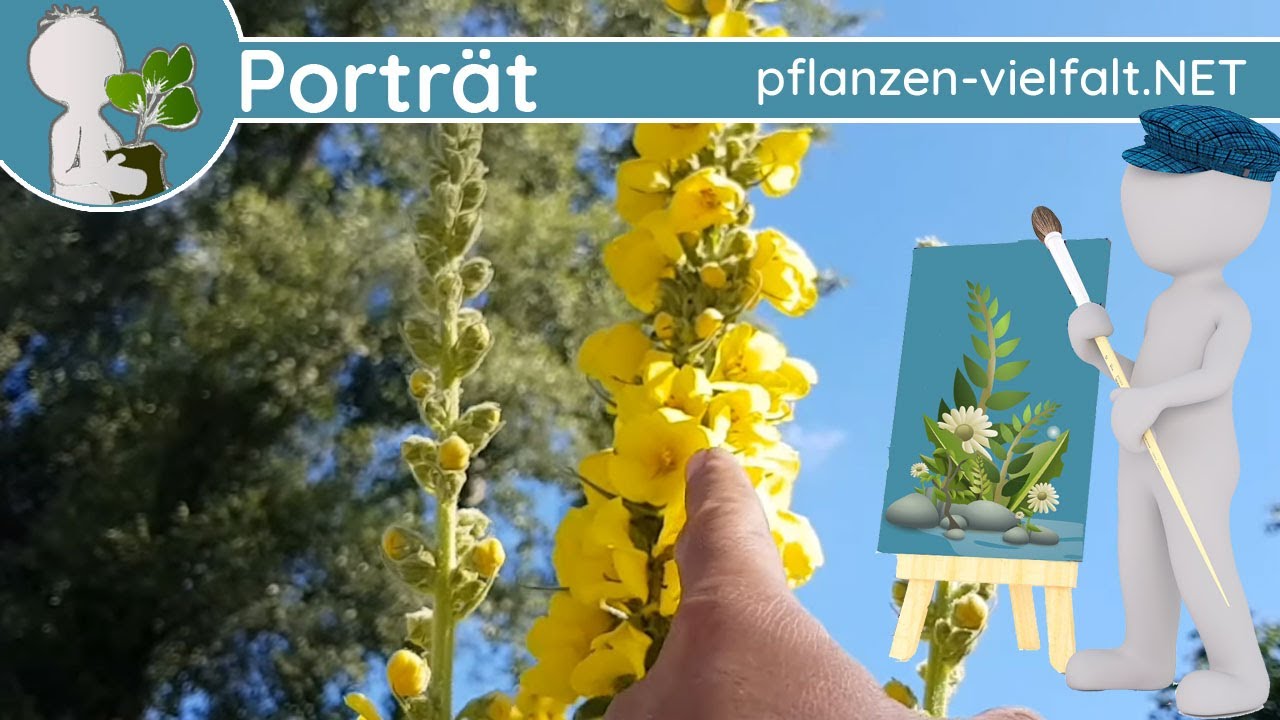 🖼️ Porträt 123 - Großblütige Königskerze (Verbascum densiflorum) - Steckbrief (Essbar)