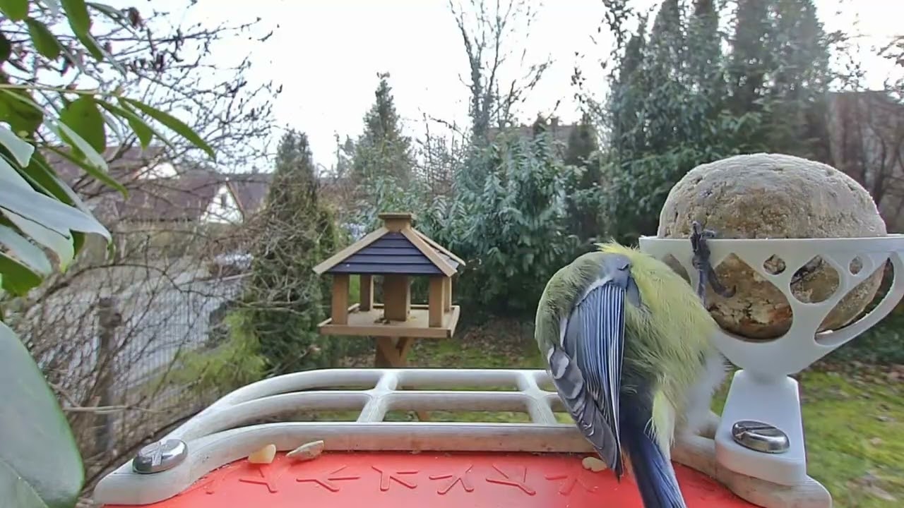 Vogel TV