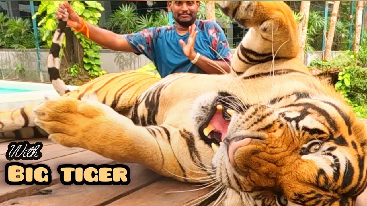 పట్టాయ/pattaya లో పులితో ఆడుకున్నా/pattaya tiger park/bangkok/avinashmidde/soloexploreravi/thailand