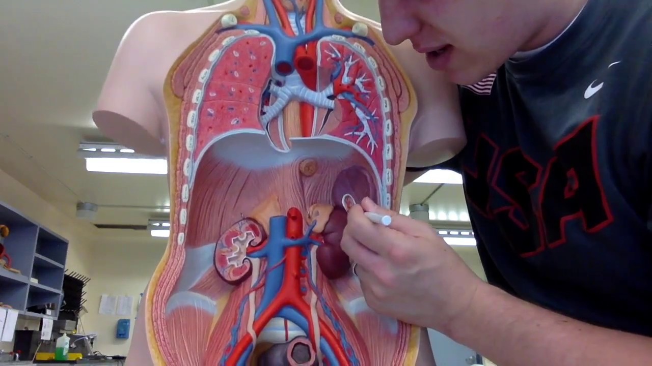 Anatomy II Episode 3: Arteries and Veins of the Torso & Abdomen - TEACHER T