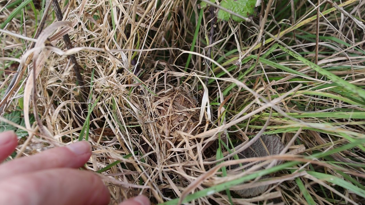 Harvest Mouse nest