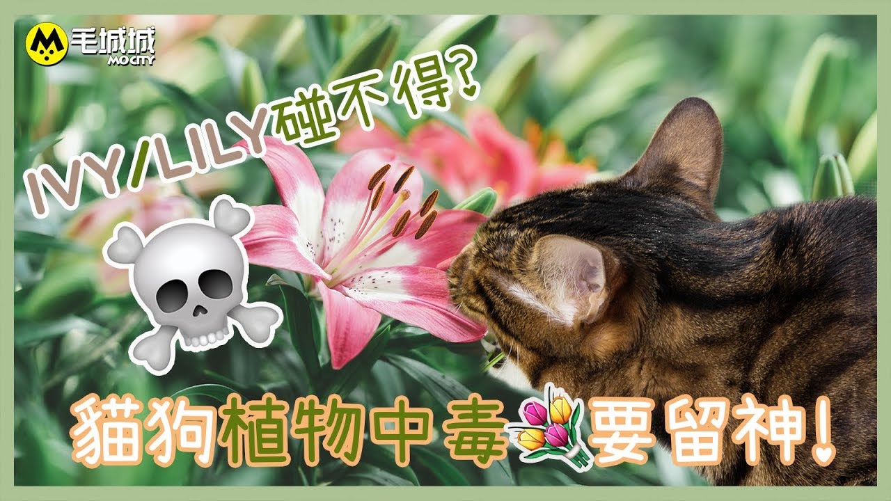 【寵物講醫D】Ivy Lily碰不得？貓狗植物中毒要留神