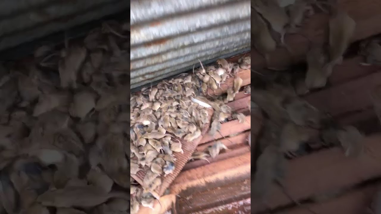 New South Wales Farmer Discovers Massive Infestation of Mice