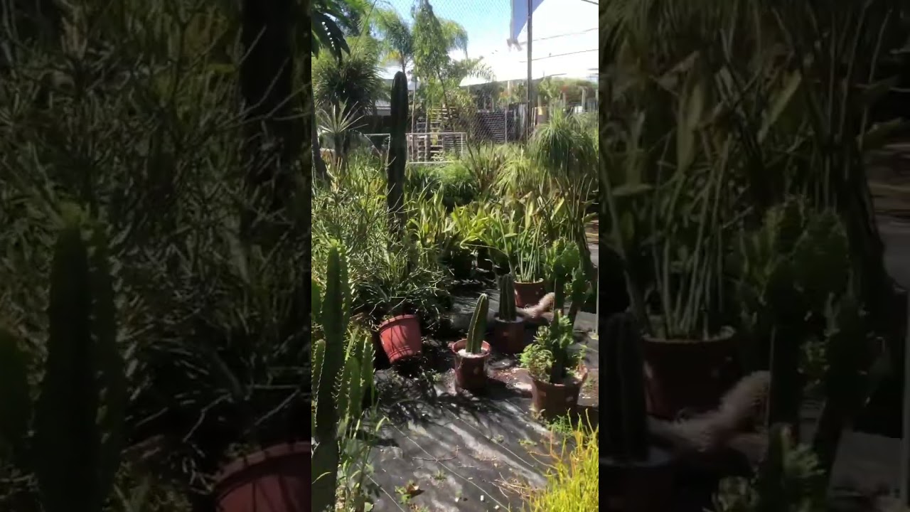 Cactos em vaso