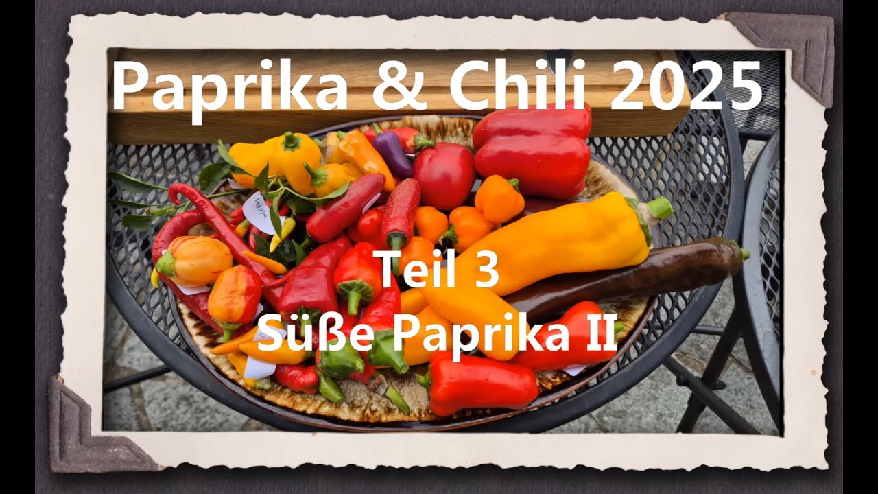 Paprika & Chili 2025 Teil 3 - Süße Paprika II