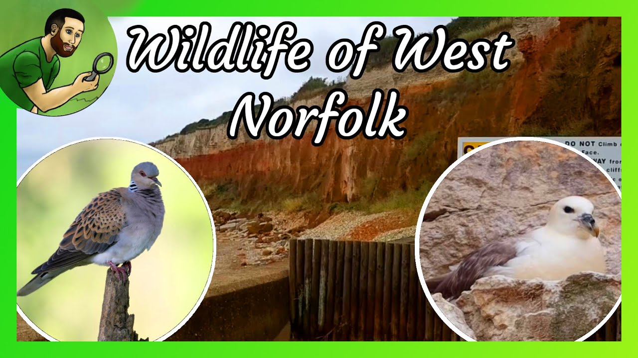 Turtle Doves, Fulmars and Shipwrecks - The Wildlife of West Norfolk