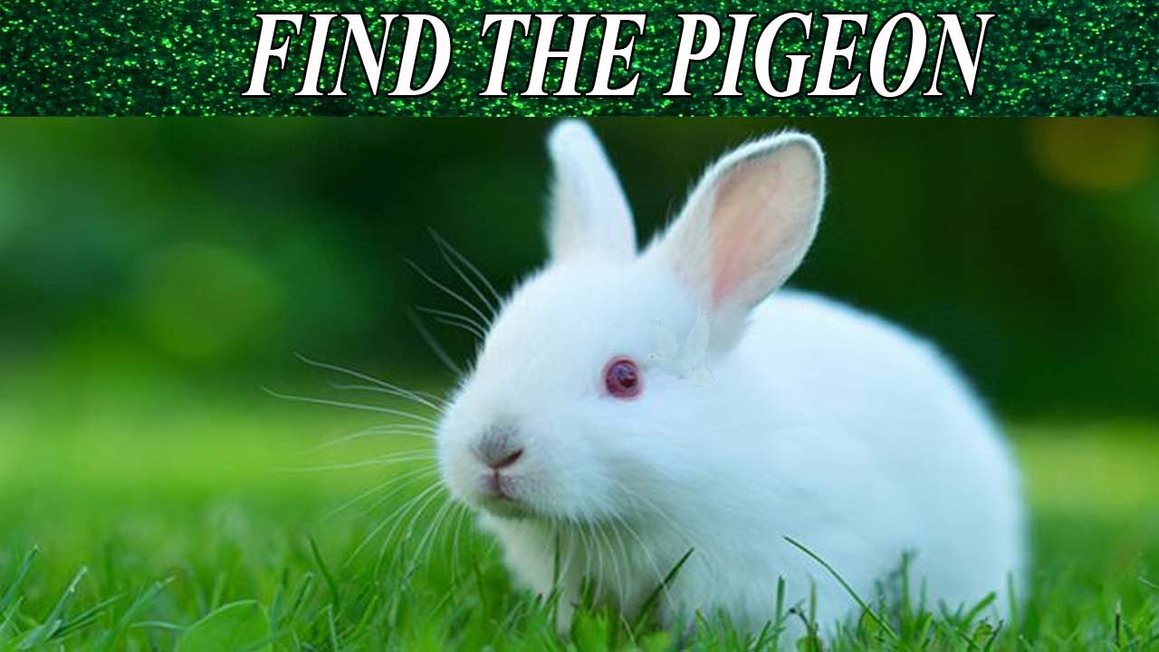 Find The Hidden Object | Hidden Object Game | AR Entertainment | Brain Teaser