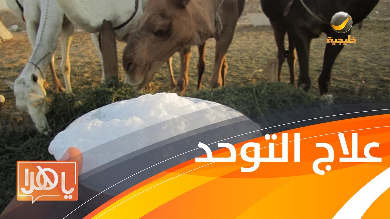 حليب الإبل هل يعالج التوحد ؟ صاحب تجربة يروي القصة واستشاري يرد علمياً وطبياً