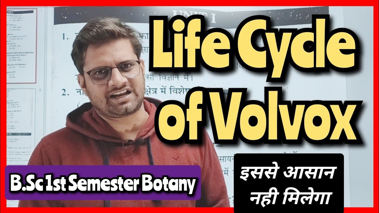 Life Cycle of Volvox #bedkdian #bsc1stsemester #mjpru #botany