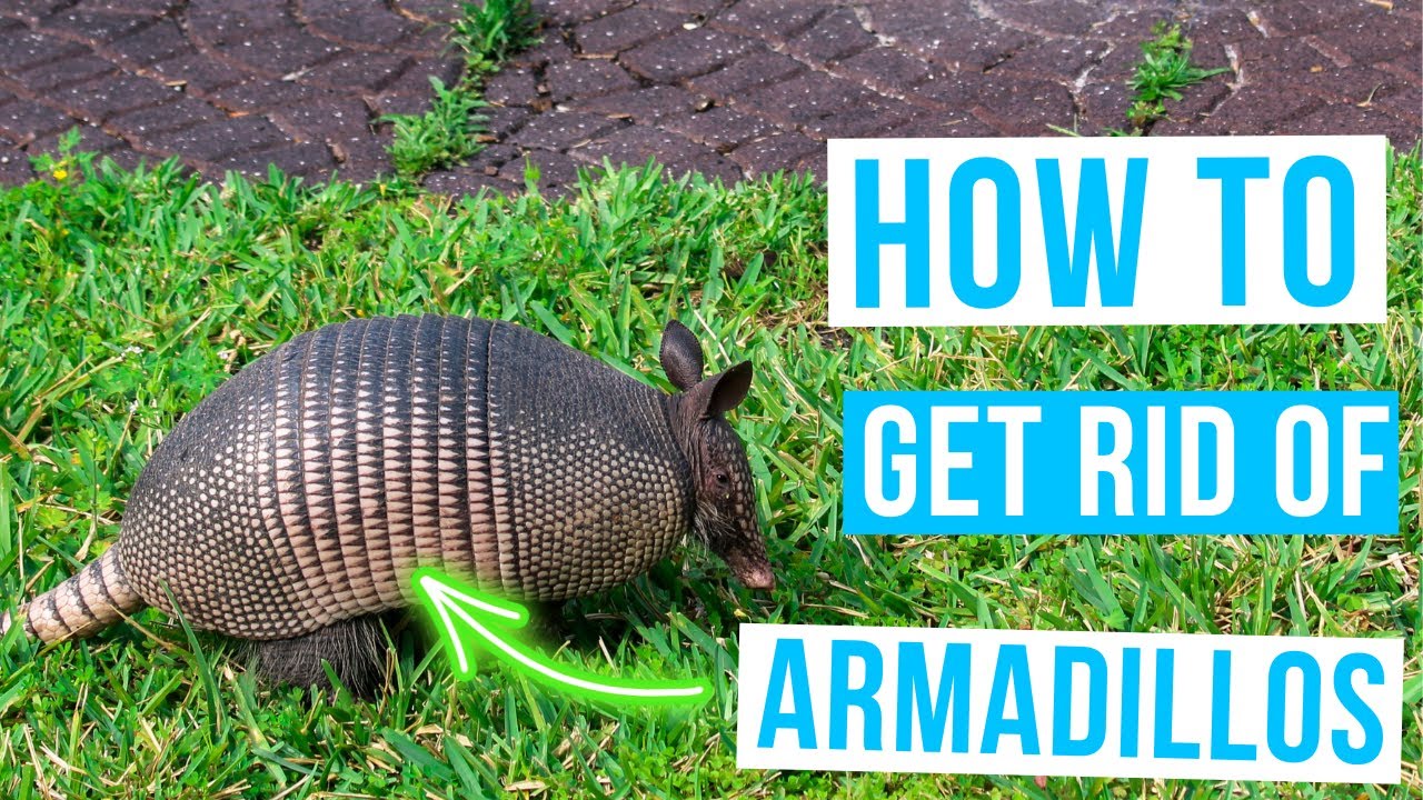How to GET RID OF ARMADILLOS | Save your yard now!