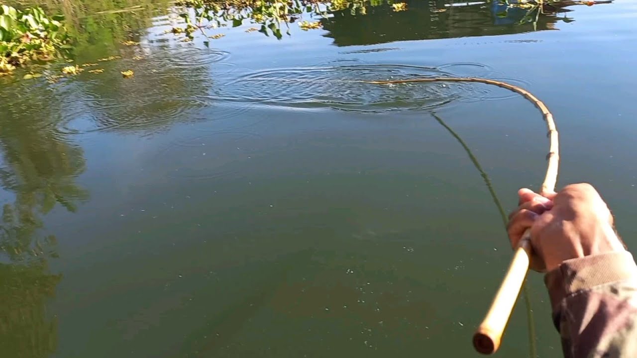 Pescaria de tilápias tucunaré e traíra no bambu Pescamos e Preparamos no barranco do Rio marinheiro 