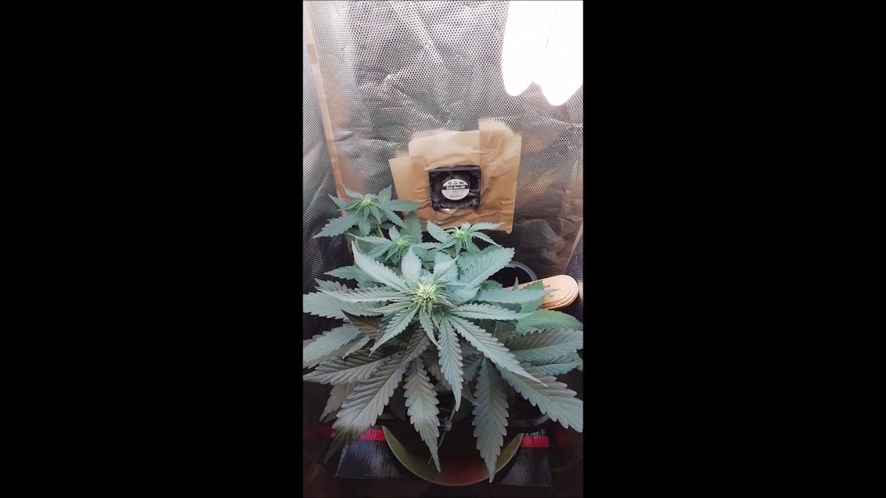 Auto Blue Mazar Part#2 flowers bloom