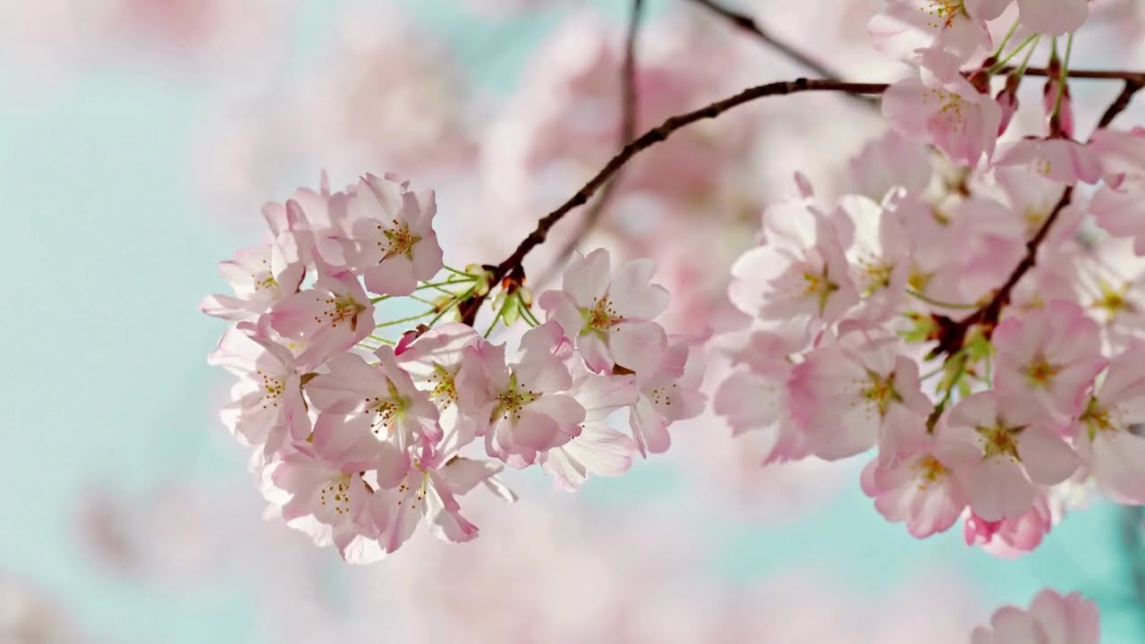 30 Minutes of Relaxing Piano Music🌸 Flower Background Calming Piano & FlowersPeaceful Music to Relaz