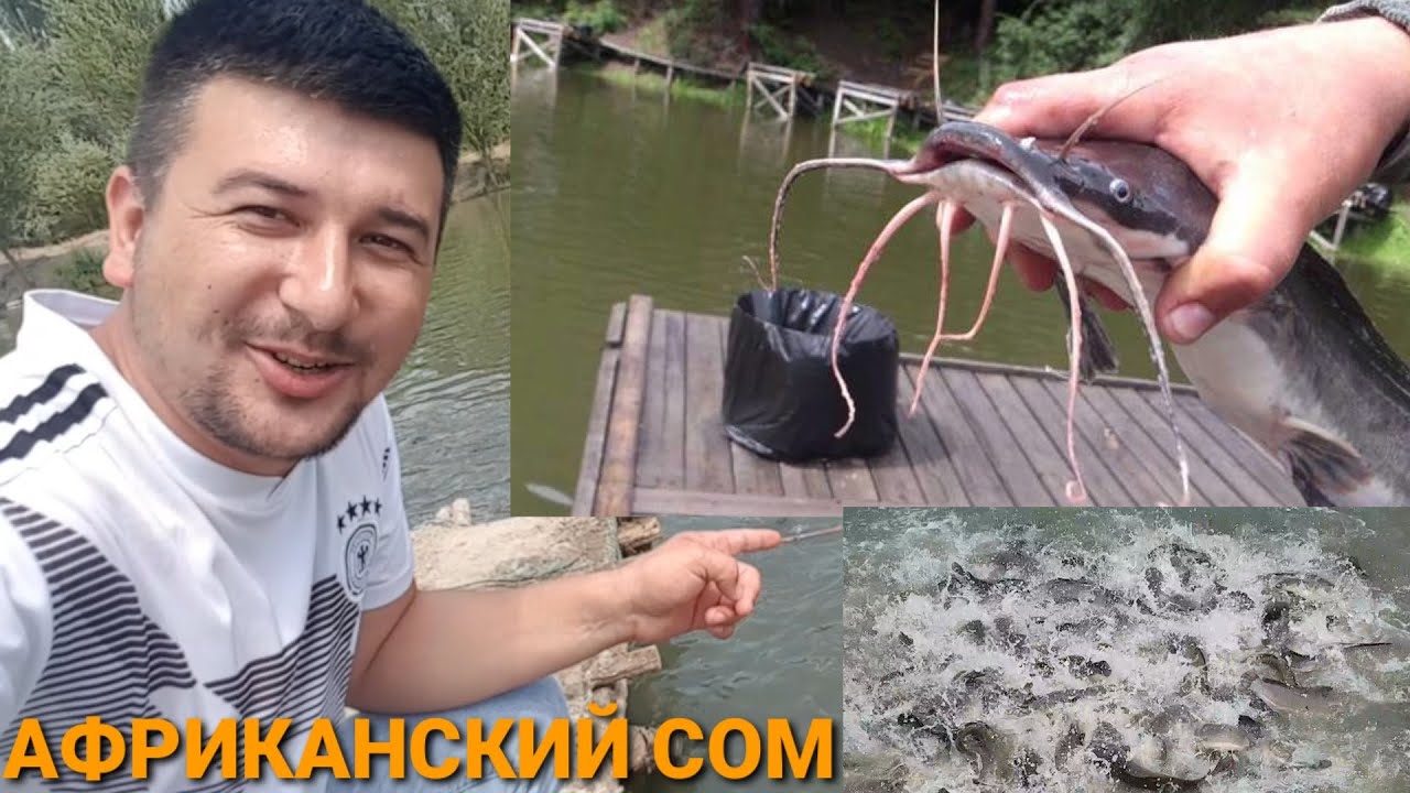 АФРИКА ЛАҚАСИНИ  БОҚИШ