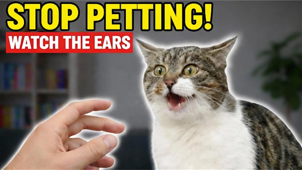 Stop Touching Your Cat Until You Watch This