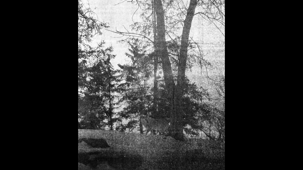 Waawoono (Canada) - Sky Wolf Trail (Demo 2025)