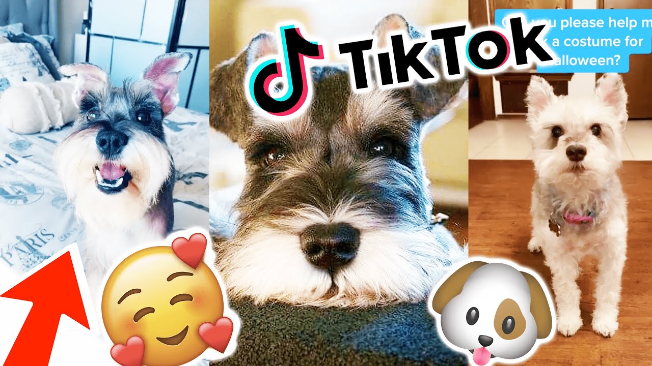 This video will make you LOVE Schnauzers 🐶😍 | Dog & Puppy Compilation TikTok Pt.3 | August 2020