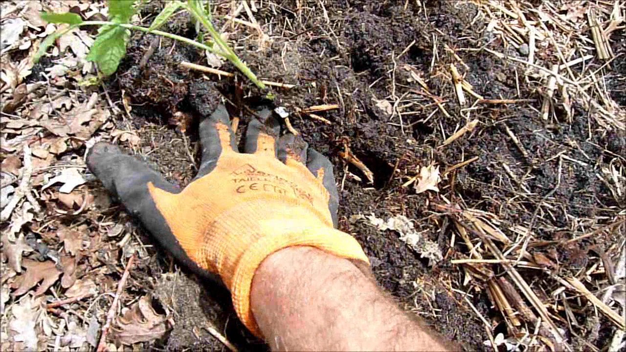 Comment planter des tomates (sous titres) - Monjardindansleslandes
