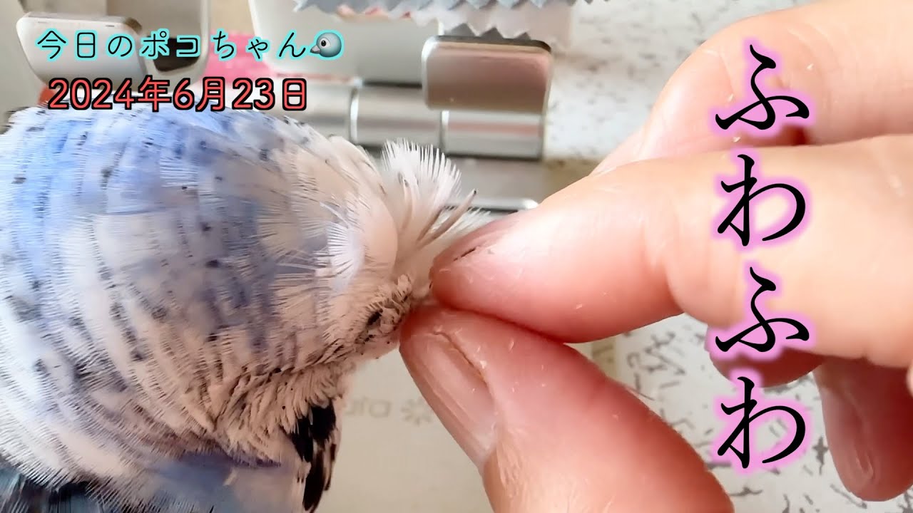 今日も筆毛ほぐせた〜🩷ベランダにスズメの親子が来たよ🐣【しゃべるインコ】今日のポコちゃん🐦2024-6-23