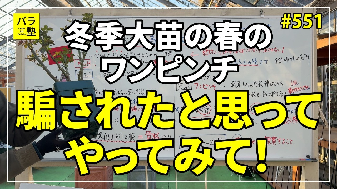 #551 騙されたと思ってやってみて！冬季大苗の春のワンピンチ