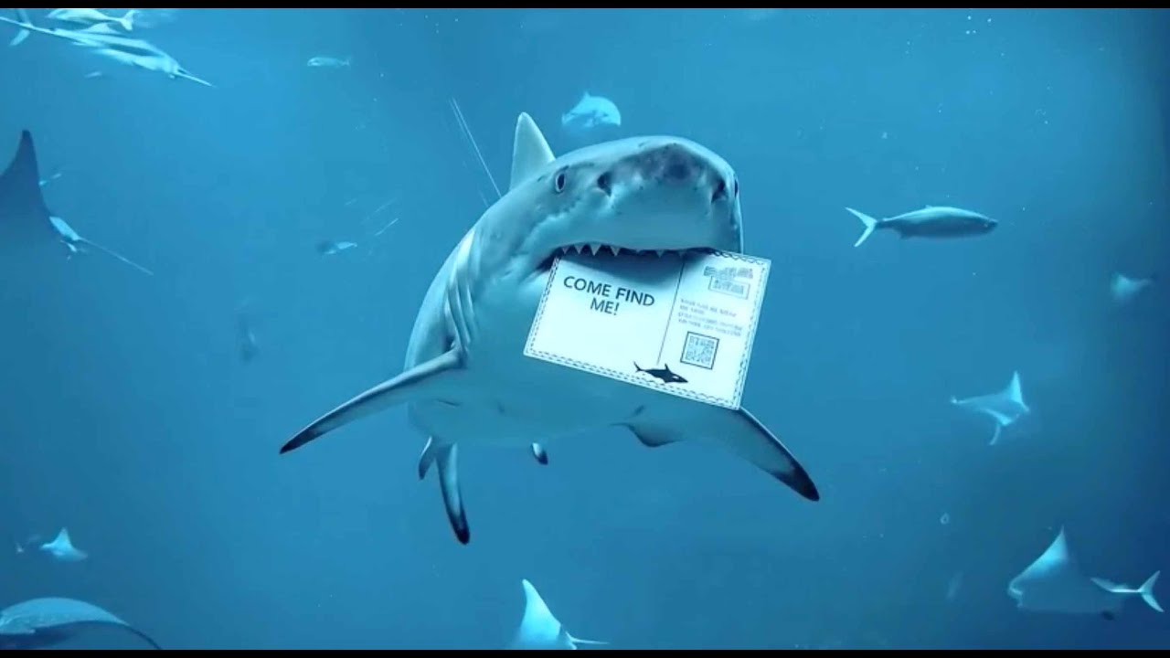 Introducing POSTPALS! A new adventure for young ocean explorers.