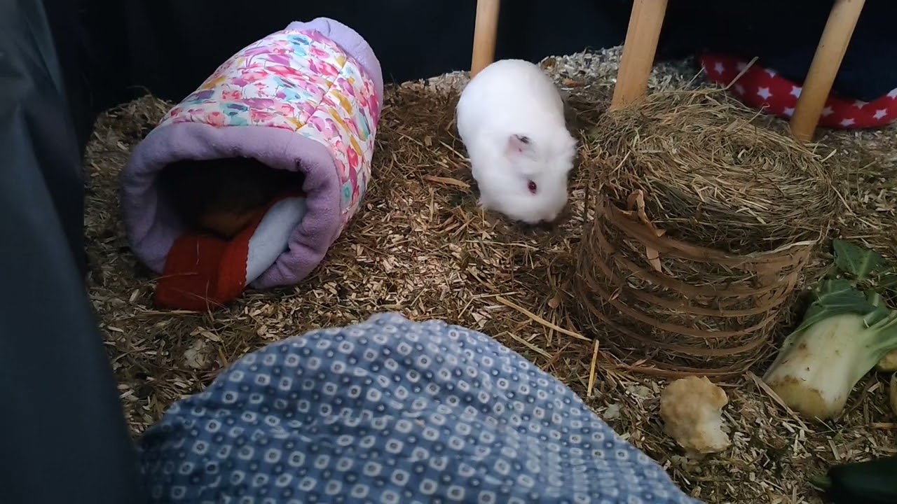 Cute Guinea pigs inspecting their clean beds 