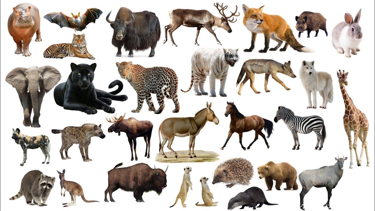 Wild animals name Hindi and English. जंगली जानवरों के नाम हिंदी और अंग्रेजी में।